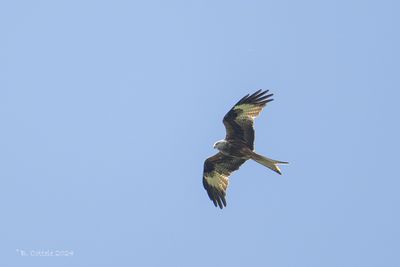 Rode wouw - Red kite - Milvus milvus