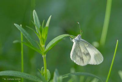 Boswitje - Wood white - Leptidea sinapis