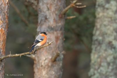 Goudvink - Eurasian bullfinch
