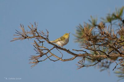 Fluiter - Wood warbler - Phylloscopus sibilatrix