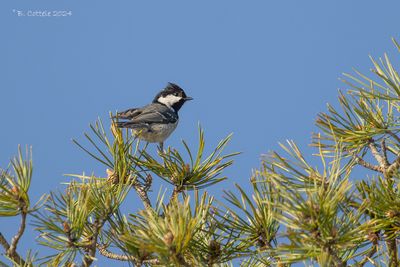 Zwarte Mees - Coal Tit