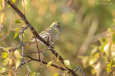 Sijs - Eurasian Siskin
