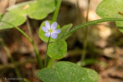 Leverbloempje - Common hepatica - Hepatica nobilis