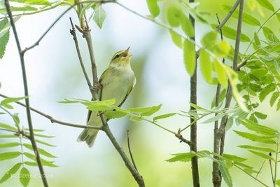 Fluiter - Wood warbler - Phylloscopus sibilatrix