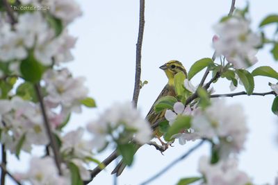 Geelgors - Yellowhammer - Emberiza citrinella