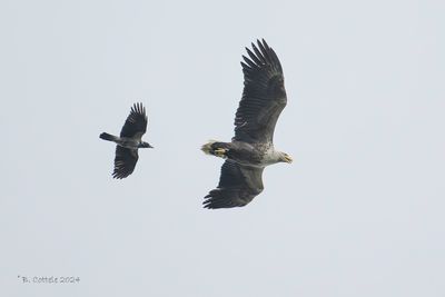Zeearend - White-tailed eagle - Haliaeetus albicilla