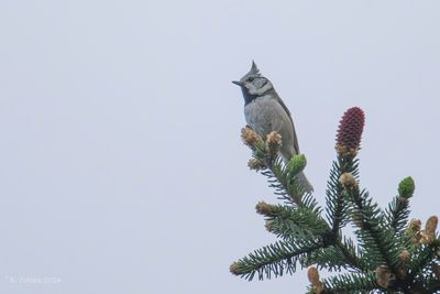 Kuifmees - Crested Tit