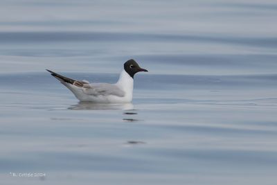 Kokmeeuw - Black-headed gull - Chroicocephalus ridibundus