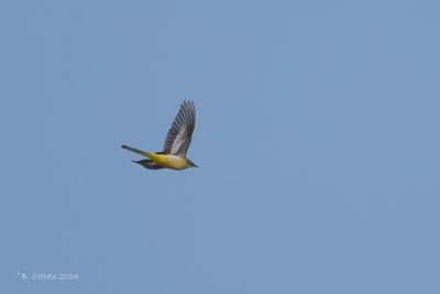 Grote Gele Kwikstaart - Grey Wagtail