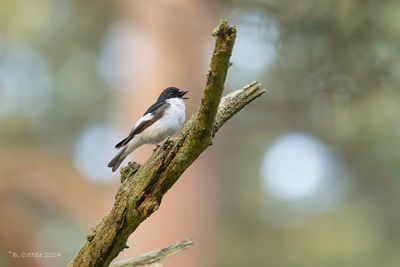 Bonte vliegenvanger - European pied flycatcher - Ficedula hypoleuca