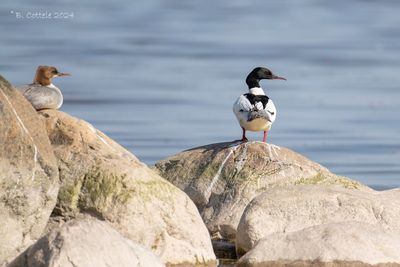 Grote Zaagbek - Goosander