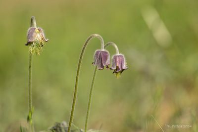 Small Pasque flower - Pulsatilla pratensis