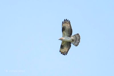 Wespendief - European honey buzzard - Pernis apivorus