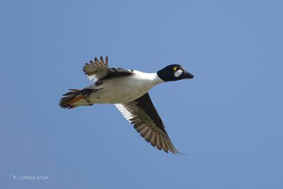 Brilduiker - Common goldeneye
