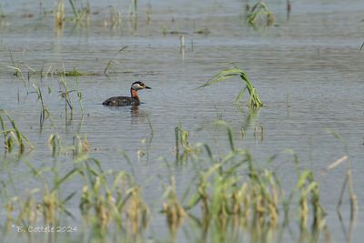 Roodhalsfuut - Red-necked grebe - Podiceps grisegena