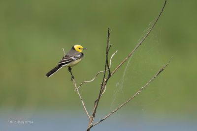 Citroenkwikstaart - Citrine wagtail - Motacilla citreola