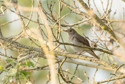 Noordse Nachtegaal - Thrush Nightingale 