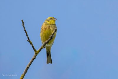 Geelgors - Yellowhammer - Emberiza citrinella