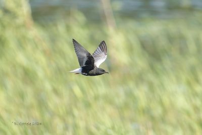 Witvleugelstern - White-winged tern - Chlidonias leucopterus