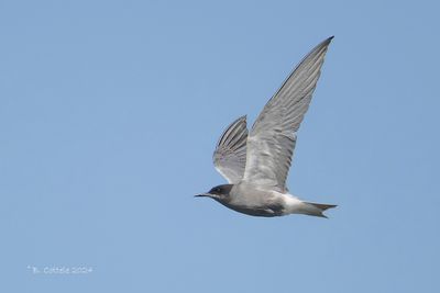 Zwarte Stern - Black Tern