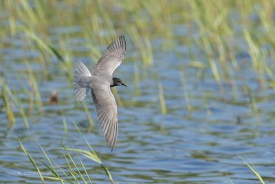 Zwarte stern - Black tern - Chlidonias niger