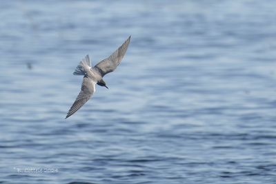 Zwarte stern - Black tern - Chlidonias niger