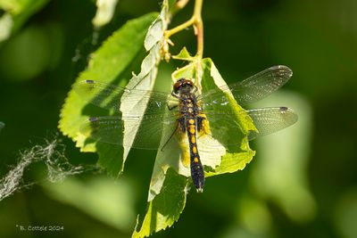 Sierlijke witsnuitlibel - Lilypad whiteface - Leucorrhinia caudalis