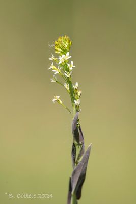 Torenkruid - Tower rockcres - Arabis glabra