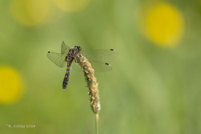 Sierlijke witsnuitlibel - Lilypad whiteface - Leucorrhinia caudalis