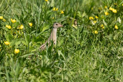 Kwartelkoning - Corncrake 