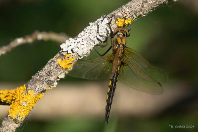 Tweevlek - Eurasian baskettail - Epitheca bimaculata