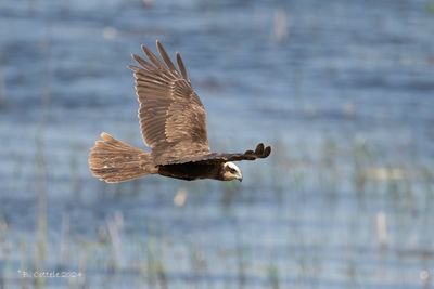 Bruine kiekendief - Western marsh harrier - Circus aeruginosus