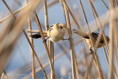 Baardmannetje - Bearded reedling - Panurus biarmicus