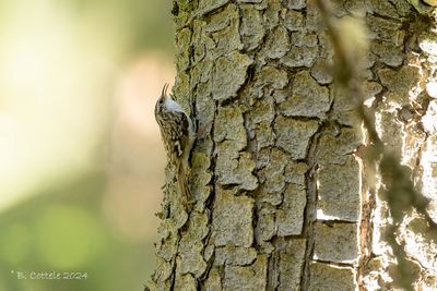 Taigaboomkruiper - Eurasian Treecreeper 