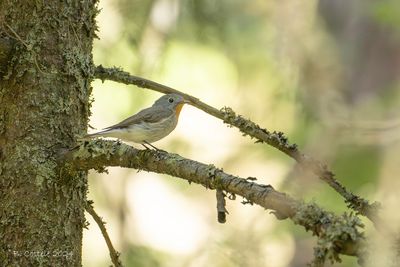 Kleine vliegenvanger - Red-breasted flycatcher - Ficedula parva