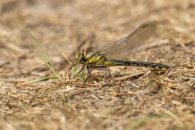 Beekrombout - Common clubtail - Gomphus vulgatissimus