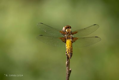 Platbuik - Broad-bodied chaser - Libellula depressa