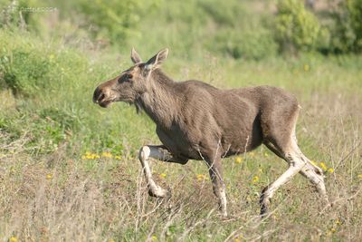 Eland - Elk - Alces alces