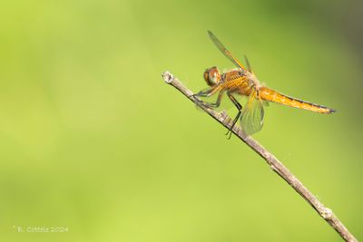 Bruine korenbout - Scarce chaser - Libellula fulva