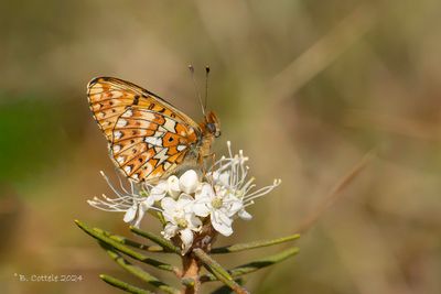 Zilvervlek - Pearl-bordered fritillary - Boloira euphrosyne