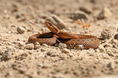 Adder - Common European viper - Vipera berus