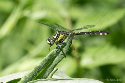 Beekrombout - Common clubtail - Gemphus vulgatissimus