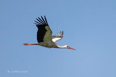 Ooievaar - White Stork