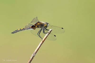 Gevlekte witsnuitlibel - Large white-faced darter - Leucorrhinia pectoralis