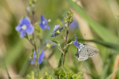 Staartblauwtje - Short-tailed blue - cupida argiades
