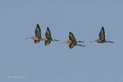 Grutto - Black-tailed godwit - Limosa limosa