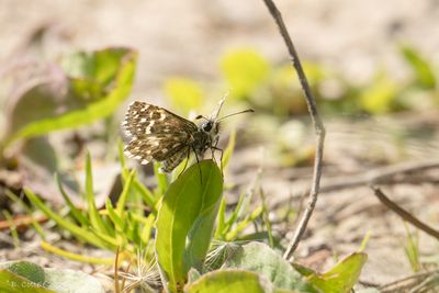 Aardbeivlinder - Grizzled skipper - Pyrgus malvae