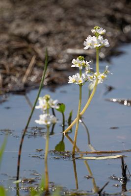 Waterviolier - Water violet - Hottonia palustris