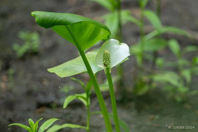 Slangenwortel - Bog arum - Calla palustris