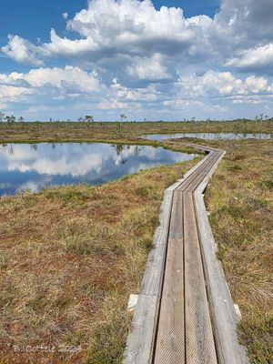 Knuppelpad veengebied - Path peat area